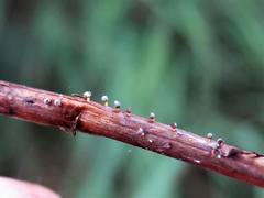 Physarum melleum