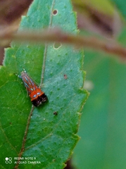 Tricyanaula aurantiaca