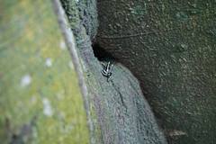 Dendrobates truncatus