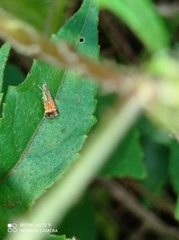 Tricyanaula aurantiaca