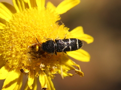 Acmaeodera longicrinis
