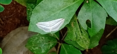Scopula opicata