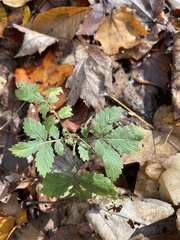 Agrimonia pilosa