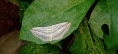 Scopula opicata