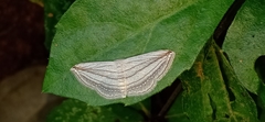 Scopula opicata