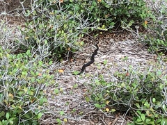 Coluber constrictor priapus