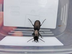 Mecodema spiniferum