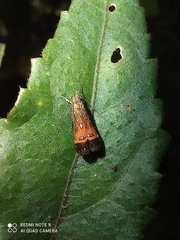 Tricyanaula aurantiaca