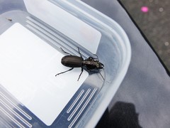 Mecodema spiniferum