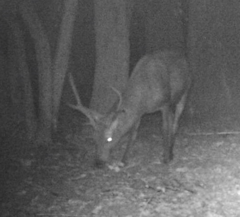 Cervus elaphus italicus