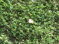 Anartia jatrophae