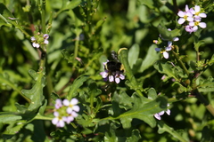 Bombus caliginosus