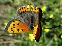 Lycaena phlaeas