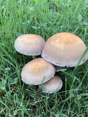 Agaricales