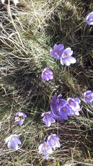 Crocus