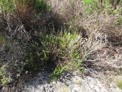 Ursinia dentata