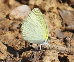 Pyrisitia venusta venusta