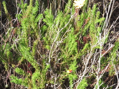 Ursinia dentata