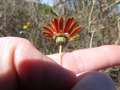 Ursinia dentata