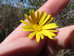 Ursinia dentata