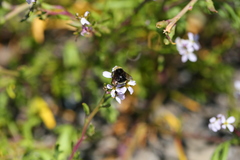 Bombus caliginosus