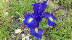 Iris latifolia