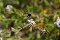 Bombus caliginosus