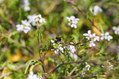 Bombus caliginosus