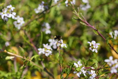 Bombus caliginosus