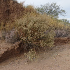 Brickellia floribunda