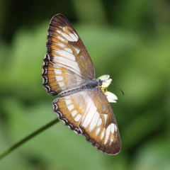 Mestra hersilia hersilia