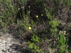 Ursinia dentata