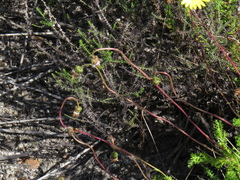 Ursinia dentata