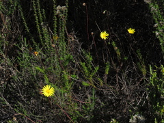 Ursinia dentata
