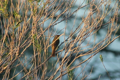 Pseudocolopteryx citreola