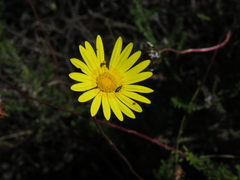 Ursinia dentata