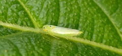 Cicadellini