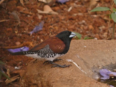 Spermestes bicolor nigriceps