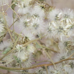 Brickellia floribunda