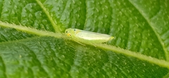 Cicadellini