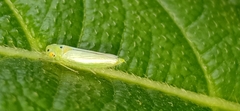 Cicadellini