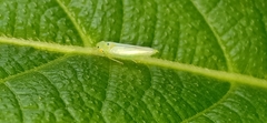 Cicadellini