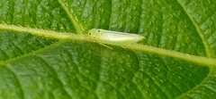 Cicadellini