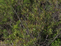 Searsia angustifolia