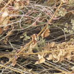 Brickellia floribunda