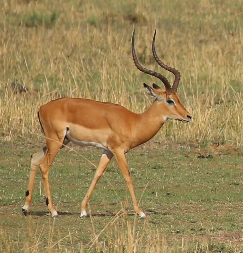 Deer-like Antelopes
