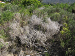 Aspalathus hispida hispida