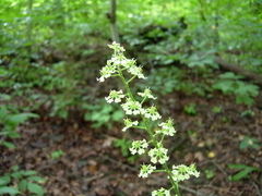 Veratrum hybridum