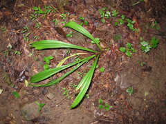 Veratrum hybridum