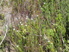 Metalasia pulchella
